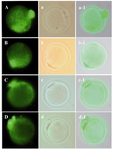 Figure 3. The pattern of oocyte mitochondria stained  by Mito Tracker Green was shown in; A) MII oocyte derived from in vitro maturation of non-vitrified GV oocyte, B) MII oocyte derived from in vitro maturation of vitrified GV oocyte, C) Non-vitrified MII oocytes and D) Vitrified MII oocytes after warming. The phase contrast micrograph of the same groups was shown in the second column, respectively (a-d). The merge of figures was shown in the third column
