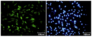 Figure 7. Immunofluorescence location of germ-cell specific marker, Nanog, in differentiated cells after 14 days treatment. Nuclei are shown in blue, DAPI staining 