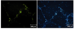 Figure 9. Immunofluorescence location of germ-cell specific marker, SSEA4, in differentiated cells after 14 days treatment. Nuclei are shown in blue, DAPI staining 