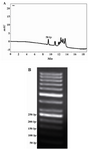 Figure 4. A 50 bp DNA ladder fragment sizing. A) HPLC analysis of a double-strand 50 bp size marker was performed. The fragments were separated from light to heavy chains from left to right. B) Analysis of DNA fragment sizing on 2% agarose gel