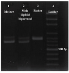Figure 4. Results of the PCR amplification of Col2A1 VNTR locus, line 1: mother; line 2: PHM of diploid biparental; line 3: father; line 4: ladder