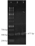 <p>Figure 1. PCR amplification of pET-ESLPI for generating NSLPI and CSLPI: (1) 1 <em>Kb</em> DNA ladder, (2) PCR product of NSLPI, (3) PCR product of CSLPI.</p>