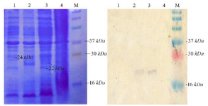 <p>Figure 3. Analysis of SLPI expression. Coomassie blue stained 15% SDS-PAGE (A), western blot analysis. M. Molecular weight marker, (1) total protein of <em>E. coli</em> pET-NSLPI without IPTG induction, (2) total protein of <em>E. coli</em> pET-NSLPI under 0.6 <em>mM</em> IPTG induction, (3) total protein of <em>E. coli</em> pET-CSLPI under 0.6 <em>mM</em> IPTG induction, and (4) total protein of <em>E. coli</em> pET-CSLPI without IPTG induction.</p>