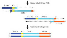 <p>Figure 2. The principle of construction of the chimeric SOX2 fragment using the single tube OE- PCR. The complementary sequence I and II of SOX2 had the same annealing temperature; therefore, the chimeric DNA fragment was constructed using the single tube OE- PCR method. The 3'end of each fragment plays the role of primer and continues extension. The resulting products were amplified with the outside primer.</p>