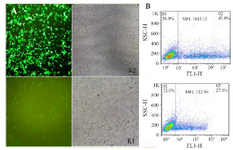 <p>Figure 4. Transfection using Lipofectamine 3000. (A): The transfection of chimeric GFPd2 with the K2 and K1 sequence in HEK293T cell line after 24 <em>hr</em> illustrated by fluorescent microscope. (B): The mean fluorescent intensity (MFI) of GFP expression from chimeric GFPd2-K2 or K1 plasmid 24 <em>hr</em> after transfection.</p>
