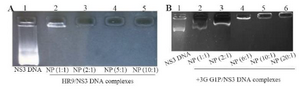 <p>Figure 1. A) Representative gel retardation assay of HR9 peptide complexed with pEGFP-NS3 at different N/P ratios: Lane 1: naked plasmid DNA as a control (pEGFP-NS3), Lane 2: N/P = 1:1, Lane 3: N/P=2:1, Lane 4: N/P = 5:1, and Lane 5: N/P = 10:1; B) Gel retardation assay of +36 GFP complexed with pEGFP-NS3 at various N/P ratios: Lane 1: pEGFP-NS3, Lane 2: N/P = 1:1, Lane 3: N/P = 2:1, Lane 4: N/P=5:1, Lane 5: N/P = 10:1 and Lane 6: N/P = 20:1. The mixtures were analyzed by electrophoresis on a 1% agarose gel. The DNAs complexed with HR9 peptide and +36 GFP that were not able to migrate into the gels were observed at an N/P ratio of 2:1 and 5:1, respectively.</p>