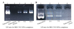 <p>Figure 2. (A) Stability analysis of HR9-based nanoparticles against DNase I; Lane 1: naked plasmid DNA without DNase, Lane 2: naked plasmid DNA with DNase, Lane 3: N/P=2:1, Lane 4: N/P=5:1, Lane 5: N/P=10:1; (B) Stability analysis of HR9-based nanoparticles against serum; Lane 1: naked plasmid DNA, Lane 2: N/P=2:1, Lane 3: N/P = 5:1, Lane 4: naked plasmid DNA with serum.</p>