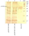 <p>Figure 6. Western blot analysis of the fused NS3-GFP expressed in HEK-293T cells at 48 <em>hr</em> after transfection using an anti-GFP polyclonal antibody (Abcam); Lane 1: un-transfected cells, Lane 2: transfected cells with +36 GFP/NS3 DNA at N/P ratio of 10:1, Lane 3: transfected cells with HR9/NS3DNA complex at N/P ratio of 5:1. MW is the molecular weight marker (10-180 <em>kDa</em>, Fermentase). The dominant band of ~60 <em>kDa</em> was detected in transfected cells with these complexes.</p>