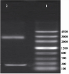 Figure 1. Electrophoresis of the products of pUC18 plasmid. Lane 1 contained DNA ladder (Genscrip (USA)), lane 2 contained 2 bands representing pUC18 and IGF-1