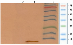 Figure 4. Analysis of the expression of rhIGF-1 using western blotting technique. Lane 1 contained protein marker (Sinagene, Iran), lane 2 contained rhIGF-1 protein and lane 3 representing the pattern of transformed BL21 under un-induction (without IPTG).