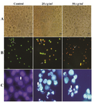 Figure 4. Morphological effect of O. erinaceus extracted polysaccharide on HeLa cells. Panel A) visualization with inverted microscopy. Panel B) AO/ PI double staining and Panel C) DAPI staining. Arrows in panel B from left to right point to live cells, apoptotic cells and necrotic cells and in panel C indicate chromatin condensation.