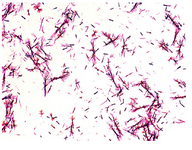 Figure 1. Light microscope observation of Proteus mirabilis PCM 543 culture during the MTT test.