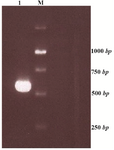 Figure 1. ctla-4 gene PCR product with Pfu polymerase enzyme
M: 1 kb ladder
1: PCR product using specific primers (CTLA4- FOR / CTLA4-fuse).
