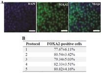 Figure 3. A: Immunocytochemistry staining of expression of DE marker FOXA2 in differentiated hiPSCs. After treatment with different endodermal differentiation media for three days, the differentiated hiPSCs were stained with rabbit anti-FOXA2 antibody and goat anti-rabbit IgG-FITC antibody. Nuclei were stained with DAPI. Scale bar=100 <i>µm</i>; B: The percentage of the cells expressing FOXA2 on the third day of the differentiation. Data represent the proportion of FOXA2-positive cells to the total cells in percentage. No significant differences in the percentages of the FOXA2-positive cells of five groups were detected. Data show the mean±standard deviation (SD) of three independent experiments.