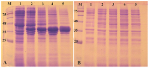 Figure 2. Analysis of recombinant reteplase expressed in <i>E. coli</i> BL21 (DE3) at 37<i>°C</i> and 1 <i>mM</i> IPTG. A) The insoluble (pellet) and B) soluble fractions of cell lysates were separated and loaded on 10% SDS-PAGE. M: prestained molecular weight marker, fractions were withdrawn before induction of expression (lane 1), at 1 <i>hr</i> (lane 2), 2 <i>hr</i> (lane 3), 4 <i>hr</i> (lane 4) and 20 <i>hr</i> (lane 5) after induction.