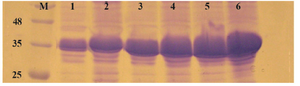 Figure 5. Comparison of <i>E. coli</i> BL21 (DE3), Rosatta-gami (DE3) and SHuffle T7 for production of reteplase in insoluble fraction of cell lysate. M: prestained molecular weight marker, SHuffle T7 2 <i>hr</i> (lane 1) and 4 <i>hr</i> (lane 2) after induction. Rosetta-gami (DE3) 2 <i>hr</i> (lane 3) and 4 <i>hr</i> (lane 4) after induction. BL21 (DE3) 2 <i>hr</i> (lane 5) and 4 <i>hr</i> (lane 6) after induction.