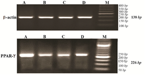 <p>Figure 2. Agarose gel electrophoresis of RT-PCR products of PPAR&gamma; expression (226 <em>bp</em>) and &beta; actin as internal control (138 <em>bp</em>) for experimental groups, stained with gel red. A) control group; B) diabetic group; C) diabetic rats received 10 <em>mg/kg</em> pioglitazone; D) diabetic rat received 400 <em>mg/kg</em> aquatic extract of stevia.</p>