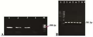 <p>Figure 1. A) Gel agarose visualization of PCR products amplified by internal primers after amplification of cDNA as template. M (DNA marker); 1-3 (interest fragment amplified in optimized Tm=58<em>&deg;C</em>); 4 (negative control, human genomic DNA); B) PCR amplification results of the PTZ57R-PR vector containing protease ORF (301 <em>bp</em>). Lanes 1 and 2 (DNA marker); lanes 3-6 (amplified by Taq DNA polymerase); lanes 7-8 (amplified by pfu DNA polymerase); lane 9 (negative control).</p>
