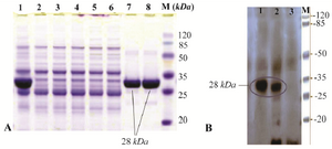 <p>Figure 2. A) SDS-PAGE analysis of recombinant fusion thioredoxin-PR protein on 12% polyacrylamide gel. Lane M: prestained protein molecular marker (Thermo Scientific Pierce Prestained Protein MW Marker); Lane 1: sonicated BL21 (DE3) crude cell lysate harboring recombinant plasmid after induction with IPTG; lanes 7 and 8: rPR protein purified by Ni2+-NTA resin column affinity chromatography; Lanes 2-6: <em>E. coli</em> BL21 (DE3) lysate without recombinant vector (negative control); B) Confirmation of the recombinant PR protein production by Western blot analysis with mouse anti-HIS tag antibody. Lane 1, purified recombinant PR; lane 2, cell lysate harboring recombinant plasmid after induction; lane 3, host cell without recombinant plasmid (negative control).</p>
