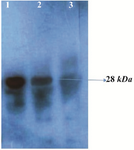 <p>Figure 3. Western blot analysis of the rPR protein (28 <em>kDa</em>) with HIV-infected serum. Lane 1, purified recombinant PR; lane 2, cell lysate of <em>E. coli</em> harboring recombinant plasmid Pet102-PR; lane 3, host cell without recombinant plasmid Pet102-PR.</p>
