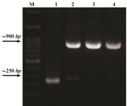 <p>Figure 3. PCR confirmation of the recombinant plasmids using T7 specific primers. Lane M: DNA size marker, lane 1: Intact pET15b plasmid as a negative control, lanes 2, 3, 4: Recombinant plasmids.</p>
