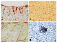 Figure 3. Alkaline phosphatase reactivity
Control groups including (a) mouse intestine, (b) adult and (c) neonatal mouse testis was alkaline phosphatase positive. (d) The colony did not show alkaline phosphatase reactivity. Magnification: × 20
