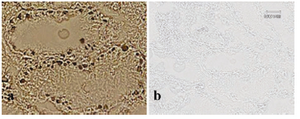 Figure 5. BrdU staining was performed with anti-BrdU antibody following spermatogonial stem cell transplantation
(a) Spermatogonial stem cell detection in transplanted testis cryosection staining. (b) Negative control of BrdU Staining in testis tissue.  Magnification: × 60
