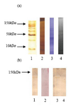 Figure 7. c-kit analysis in mouse testis
(a) SDS-PAGE. Lane 1: Molecular marker, Lane2: Normal testis (control) with AgNO3 staining, Lane3: Normal testis (control) with Coomassie Blue staining, Lane4: Busulfan treated mouse testis. (b) Western blot. Lane1: Normal testis (control) Immunoblot, Lane2: Busulfan treated testis immunoblot, Lane 3 & 4: Normal & busulfan treated immunoblot synchronously. No detectable c-kit protein was seen in busulfan treated testes
