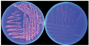<p>Figure 1. Lipolytic activity detection of <em>Bacillus sp. ZR-5 </em>with Rhod-amin B plate assay test. Orange fluorescent halos around bacterial colonies before (right) and after UV irradiation (left) demonstrate the lipase activity of this strain</p>