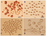 <p>Figure 1. A) Immature germinal vesicle (GV) oocytes isolated from 4-6 week-old mice 48 <em>hr</em> after injection with 5 <em>IU</em> pregnant mare serum gonadotropin (PMSG), enclosed with or without compact cumulus cells (Scale bar: 50 <em>&mu;m</em>). B) GV oocytes at 24 <em>hr</em> of culture with distinct first polar body (Scale bar: 50 <em>&mu;m</em>). C) Developed 2-cell and D) Blastocyst embryos obtained from fertilized GV oocytes cultured in potassium simplex optimization medium (KSOM) (Scale bar: 50 <em>&mu;m</em>).</p>