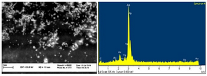 <p>Figure 3. SEM micrograph of silver nanoparticles (left), EDS results indicating sharp peak for silver (Ag<sup>0</sup>).</p>
