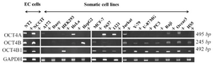 <p>Figure 1. RT-PCR analysis of OCT variants in various human cell lines. The expression pattern of <em>OCT4A</em>, <em>OCT4</em>B and <em>OCT4</em>B1 variants were investigated by primer sets of AF/RB1, FB/RB5 and FB/RB4, respectively. The predicted amplicon sizes were 495<em> bp</em> for <em>OCT4A</em>, 245<em> bp</em> for <em>OCT4</em>B, 492<em> bp</em> for <em>OCT4</em>B1 and 140<em> bp</em> for GAPDH transcripts. GAPDH was used as internal control for each sample.</p>
<p>N; No-RT negative controls for each sample.</p>
