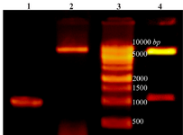<p>Figure 1. Lane 1: PCR product of Cre gene, lane 2: pET28a-cre plasmid extraction result, lane 3: DNA ladder, lane 4: double digestion of recombinant pET28a-cre by NheI and XhoI. Products were electrophoresed on 0.7% agarose gel.</p>
