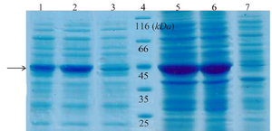 <p>Figure 2. SDS-PAGE analysis of recombinant creatinase expression. Lane 1 and 2 are soluble fractions of induced <em>BL21</em> (containing pET28a-cre) for 4 and 16 <em>hr</em> and 3 is soluble fraction of induced negative control. Lane 4 is the protein ladder. Lane 5 and 6 are crude extract of total protein of induced <em>BL21</em> (containing pET28a-cre), and lane 7 is the negative control.</p>
