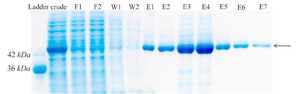<p>Figure 4. Protein purification with Ni-NTA agarose resin. F1-F2: different fractions of flow-through, W1-W2: different fractions of wash, E1-E7: different fractions of elution.</p>
