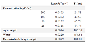 <p>Table 2. T<sub>2</sub> relaxation time and relaxivity (R<sub>2</sub>) values of MCF-7 cells incubated with different concentrations of SPIONs-C595 incubated with MCF-7 after 6 <em>hr</em></p>
