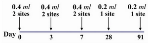 Figure 2. Details of the two site intradermal rabies post exposure vaccination regimen (PCECV and HDCV)