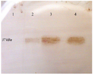 <p>Figure 3. Western blot analysis of the expressed r-PilQ<sub>380-706 </sub>protein in <em>E. coli</em> BL21. After running the SDS-PAGE, the protein transferred onto PVDF membrane and detected with HRP-conjugated goat anti-rabbit IgG. (lane 1) total cell lysate of non-induced bacteria; (lane 2) total cell lysate of bacteria after 4 <em>hr</em> induction; (lane 3 and 4) purified r-PilQ<sub>380-706 </sub>by Ni<sup>2+</sup>-affinity chromatography.</p>