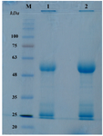 <p>Figure 4. Coomassie blue-stained SDS-PAGE gel of affinity-purified antibodies. (lane M) molecular mass markers, in <em>kDa</em>; (lane 1) 10 <em>mM</em> glycine eluant; (lane 2) flowthrough from 100 <em>mM</em> glycine. Light chain (LC) and Heavy chain (HC) polypeptides were predicted to be 24.9 and 51.4 <em>kDa</em>, respectively.</p>
