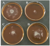 <p>Figure 5. Twitching inhibition of <em>P. aeruginosa</em> PA01 strain in the presence of r-PilQ<sub>380-706 </sub>IgG on motility agar (LB broth with 1% <em>w/v</em> agar). The motility agar plates supplemented with either different concentrations of anti r-PilQ<sub>380-706 </sub>IgG or non-immune rabbit serum (NRS) were stab inoculated with <em>P. aeruginosa</em> and incubated for 18 <em>hr</em> at 37<em>&deg;C</em>. Different concentrations (0.3, 0.2 and 0.1 <em>&micro;g</em>) of antiserum raised against r-PilQ<sub>380-706 </sub>inhibited motility of <em>P. aeruginosa</em> PAO1 (b to d, respectively) compared with NRS (a).</p>
