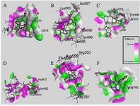 <p>Figure 4. Interactions (3D-model) of ligands with the RNA dependent RNA polymerase of the SARS-CoV-2 (COVID-19) based on hydrogen bond style visualized by Discovery Studio Visualizer v20.1.0. 19295; A) MMA35O; B) MMA3; C) MMA45O; D) IMT; E) BM; F) TF.</p>