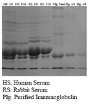 Figure 2. SDS-PAGE of whole rabbit serum in comparison with purified immunoglobulin