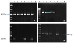 <p>Figure 1. PCR products of <em>intl1</em> (A), <em>intl2</em> (B), <em>ant(2'')-Ia</em> (C), and <em>aac(6')-IIa</em> (D) on agarose gel electrophoresis visualized under UV light. Lane 1 shows DNA Marker; lane 2 shows positive control; lane 3-7 show PCR products of the amplicon amplified from <em>K. pneumonia</em> isolates; and lane 8 shows negative control of attributed genes.</p>