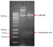 <p>Figure 1. Restriction enzymes digest recombinant plasmid pET22b (+)-huscFv. Lane 1: DNA weight&nbsp;marker. Lane 2: undigested constructs of pET22b-huscFv plasmid by MlsI (MscI) and XhoI restriction enzymes. Lane 3: pET22b-huscFv plasmid after MlsI (MscI) and XhoI double digestion.</p>