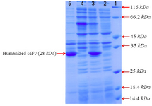<p>Figure 2. SDS&ndash;PAGE analysis of anti-CD20 huscFv recombinant protein expression after induction with 1 <em>Mm</em> IPTG for 4, 24 <em>hr</em> at 25<em>&deg;C</em>. Lane 1: the standard protein weight marker. Lane 2, 4: cell lysate supernatant for 4, 24 <em>hr</em>, respectively. Lane 3, 5: insoluble pellet for 4, 24 <em>hr</em>, respectively.</p>