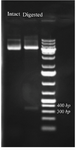 <p>Figure 2. Restriction enzyme digestion of intact pET28 plasmid and&nbsp; recombinant plasmid which released the cloned BMP-2 insert. The plasmid DNA is analyzed by 1% agarose gel an 1 <em>kb</em> DNA ladder was used as a DNA size marker.</p>
