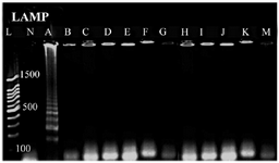 <p>Figure 3. Specificity analysis based on genus-specific primer for <em>E. coli</em>, A) <em>Escherichia coli, </em>B) <em>Shigella sp</em><em>p</em>., C) <em>Acinetobacter spp., </em>D)<em> Staphylococcus aureus</em><em>, </em>E) <em>Proteus mirabilis</em><em>, </em>F) <em>Entrococcus faecalis</em>, G) S<em>treptococcus epidermidis</em>, H)<em> Streptococcus pyogenes</em>, I)<em> Kelebsiella pneumonia</em><em>,</em> J:<em> Pseudumonas p2</em><em>,</em> K:<em> Salmonella typhimurium</em>, M: S<em>taphylococcus saprophiticus</em>. L) 100 <em>bp</em> DNA Ladder, N) negative control.</p>