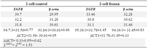 <p>Table 1. Data analysis results of <em>EGFR</em> expression in 2-cell group</p>
<p><em>EGFR</em> gene expression changes in samples which were frozen and thawed with a 1.53 time increase in 2-cell frozen group in comparison with control samples.</p>