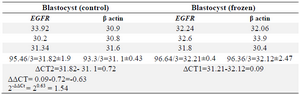 <p>Table 2. Data analysis results of <em>EGFR</em> expression in blastocyst group</p>
<p>Frozen blastocyst embryos group in comparison with control group showed an increasing number of 1.54 times in <em>EGFR</em> gene expression.</p>