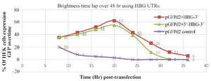 <p>Figure 2. The&nbsp; comparison of cell transfection and fluorescence intensity of each mRNA over time. Constructs with HBG-3&prime; UTRs have the highest fluorescence level 20 <em>hr</em> post- transfection.</p>